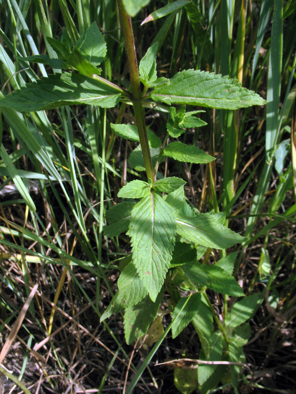 Image of Mentha arvensis specimen.