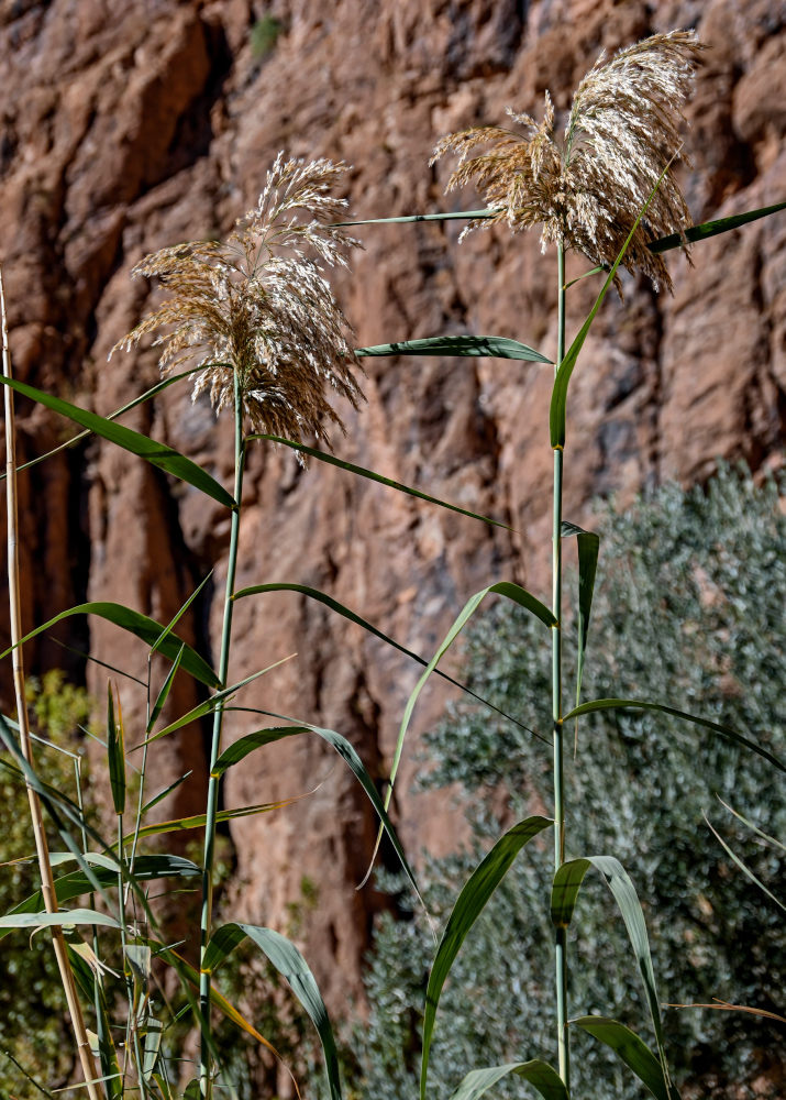 Image of Phragmites australis specimen.