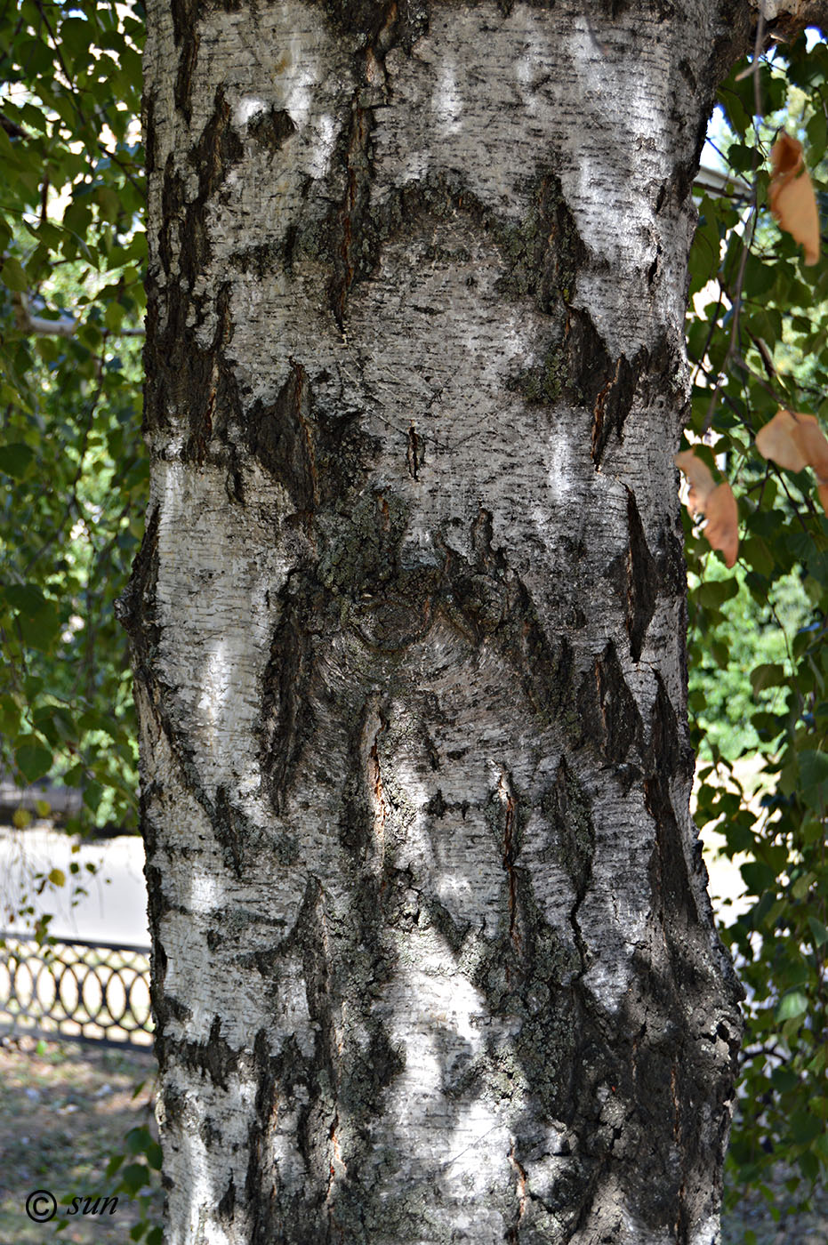 Image of Betula pendula specimen.