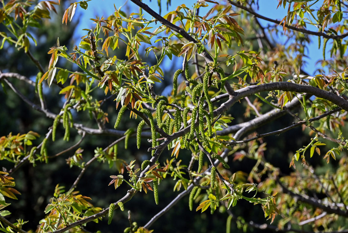 Изображение особи Juglans regia.