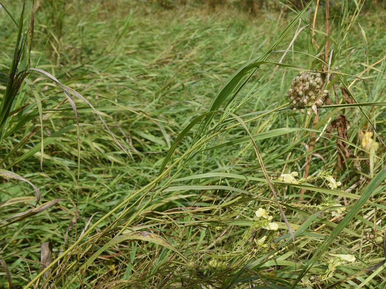 Изображение особи Allium rotundum.