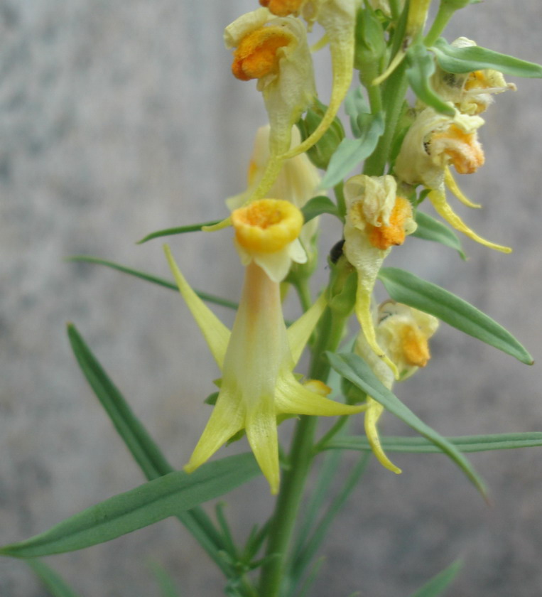 Изображение особи Linaria vulgaris.