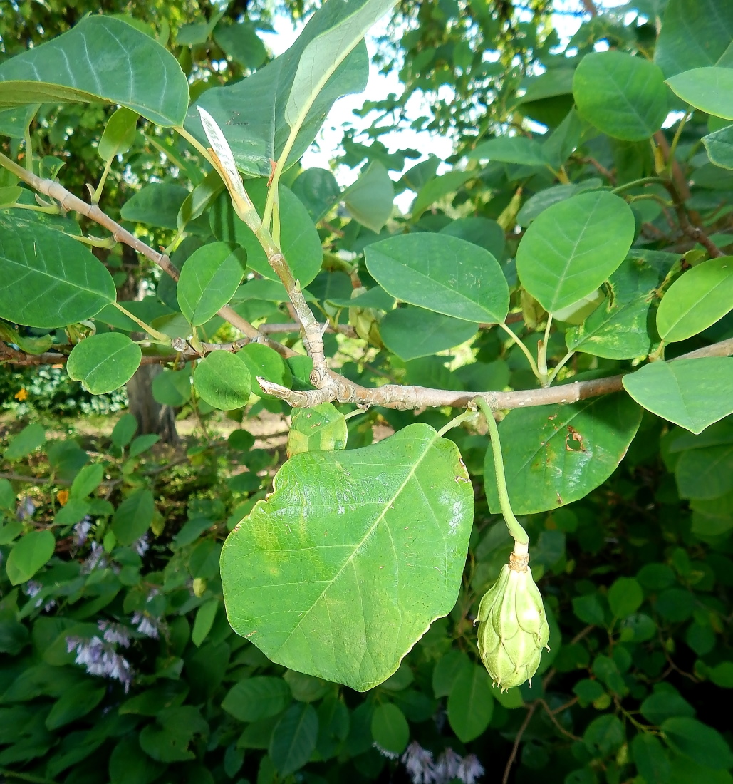 Image of Magnolia &times; soulangeana specimen.