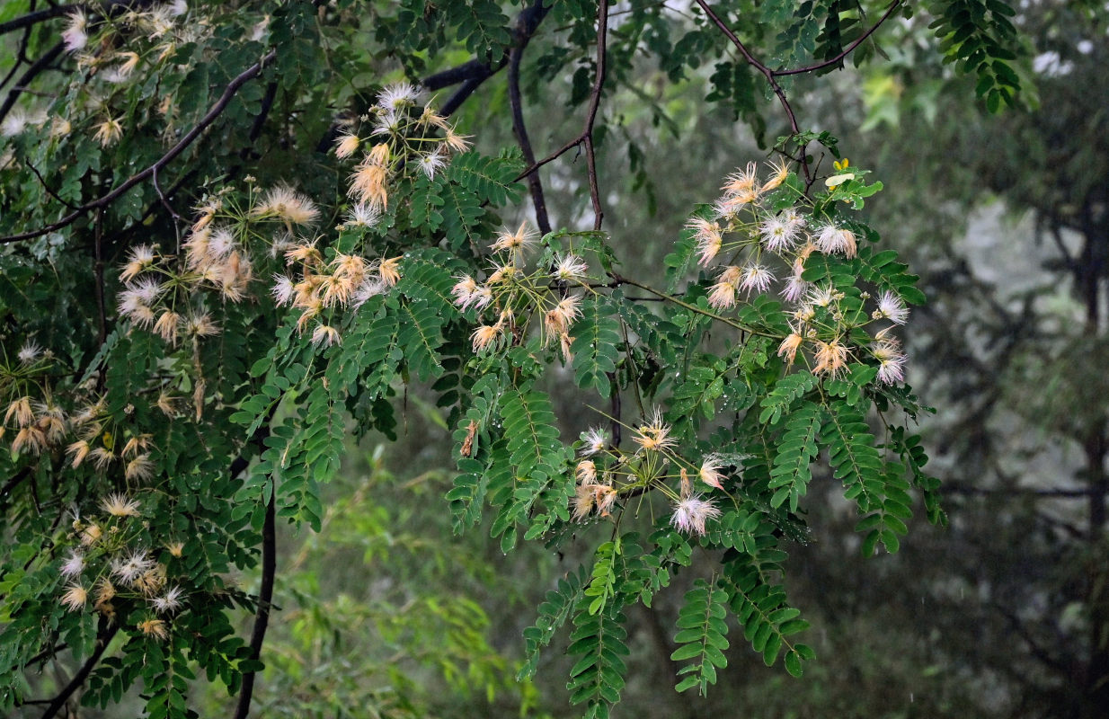 Изображение особи Albizia kalkora.