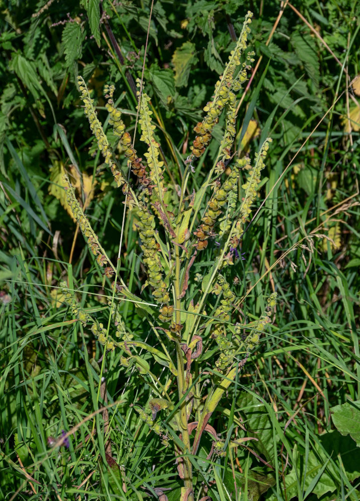 Image of Cynoglossum officinale specimen.