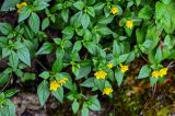 genus Lysimachia