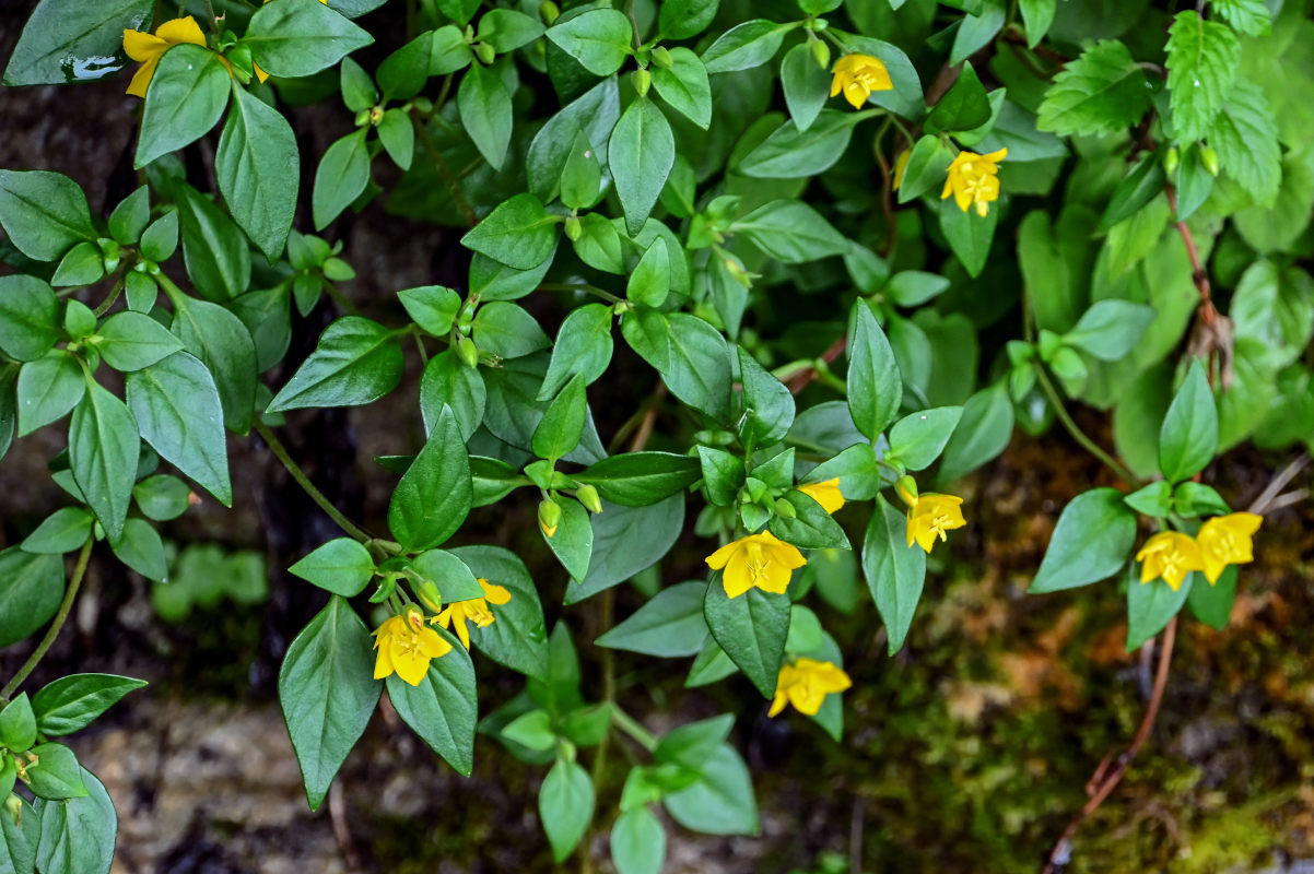 Изображение особи род Lysimachia.