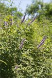 Vitex agnus-castus. Веточки с соцветиями. Турция, г. Анталья, Dokuma Park, в культуре. 01.06.2024.