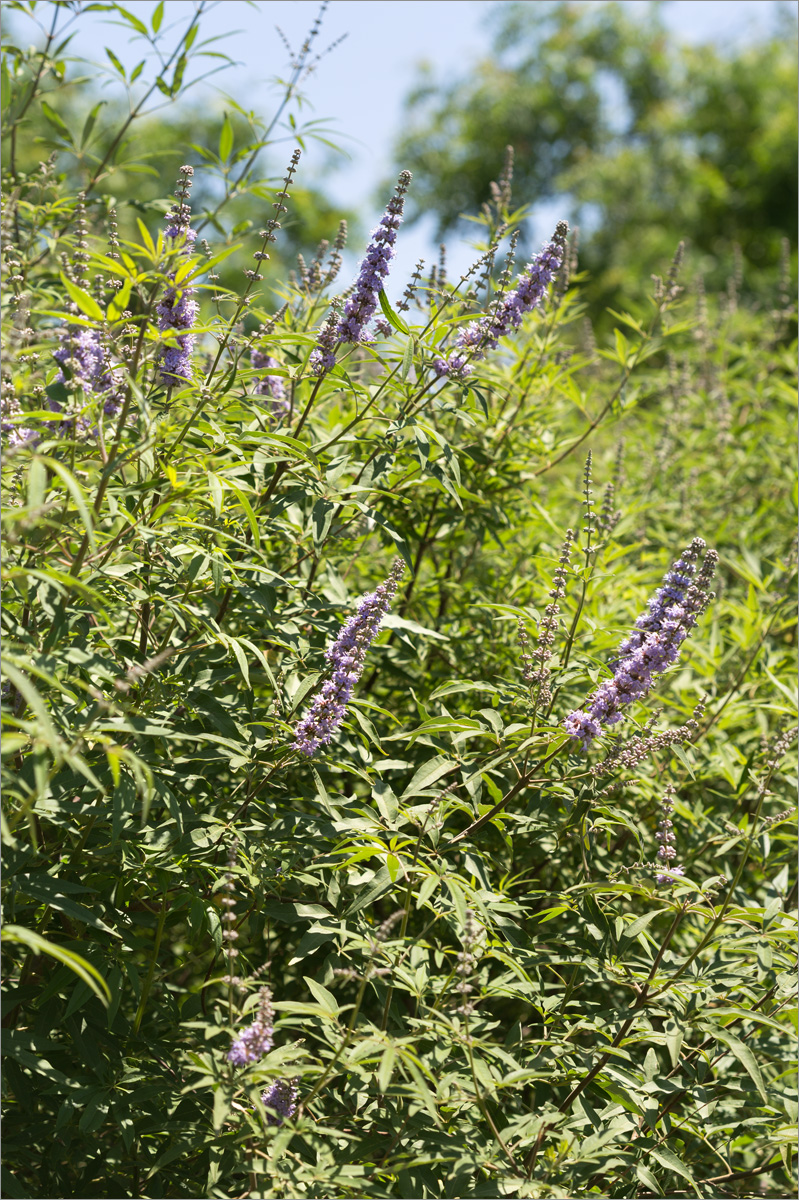 Изображение особи Vitex agnus-castus.