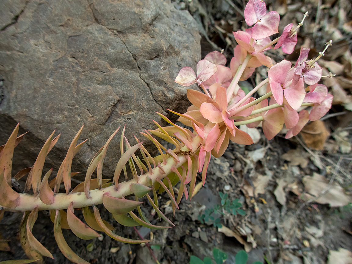 Image of Euphorbia rigida specimen.