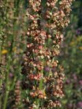 Rumex acetosa. Часть соцветия. Магаданская обл., г. Магадан, мкр-н Солнечный, около технического водохранилища магаданской ТЭЦ, разнотравный склон. 27.07.2024.