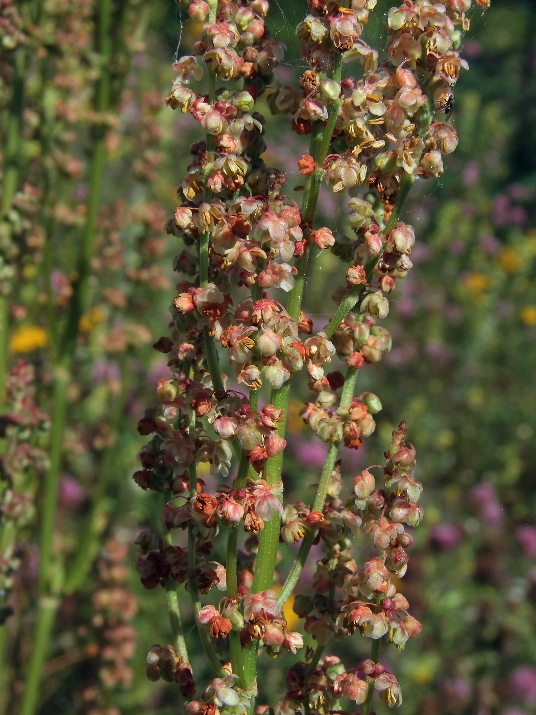 Изображение особи Rumex acetosa.