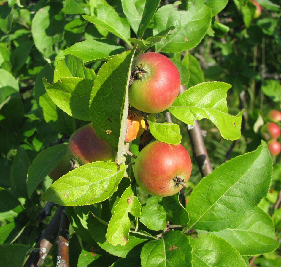 Image of Malus domestica specimen.