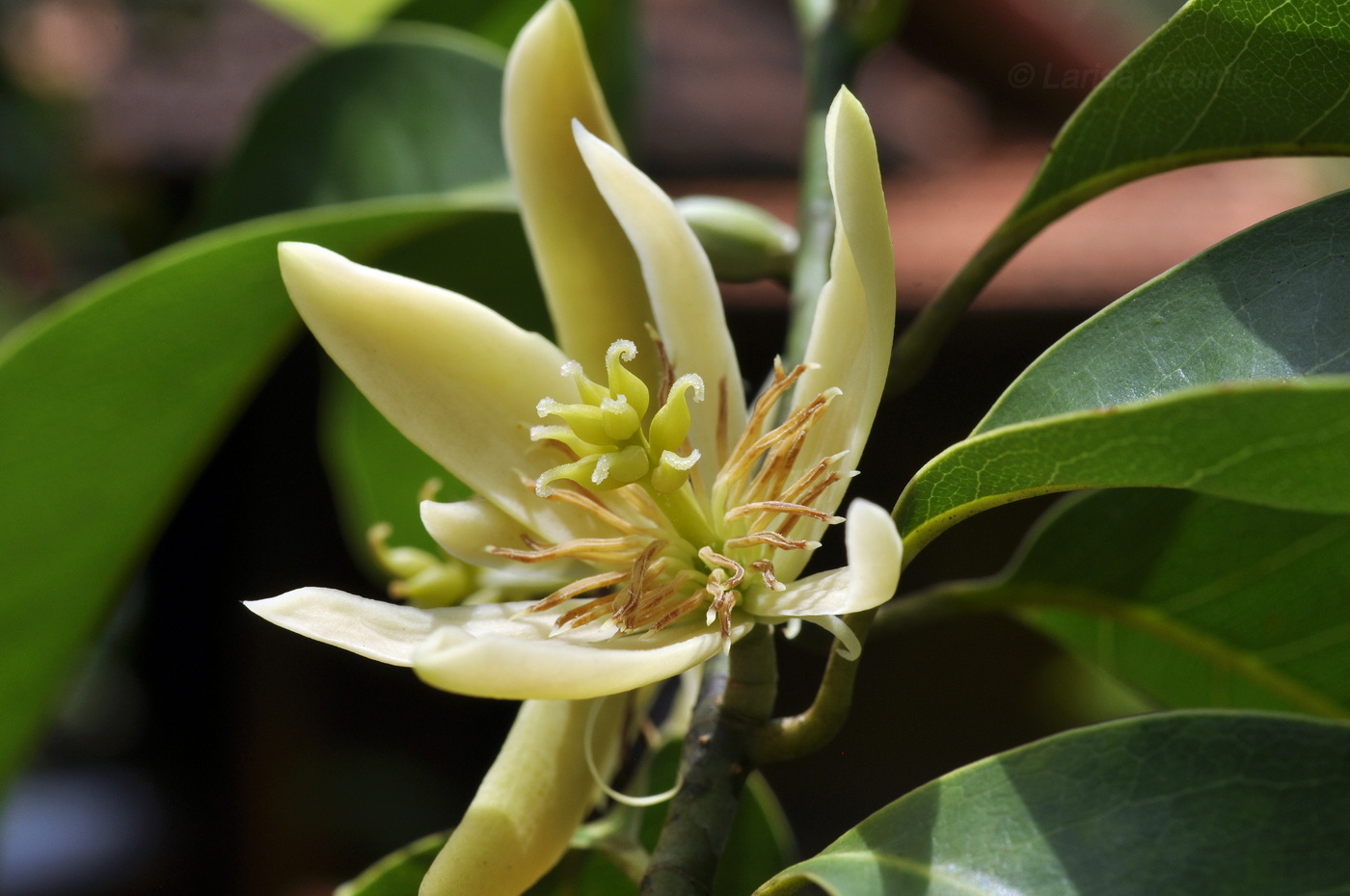 Image of Michelia champaca specimen.