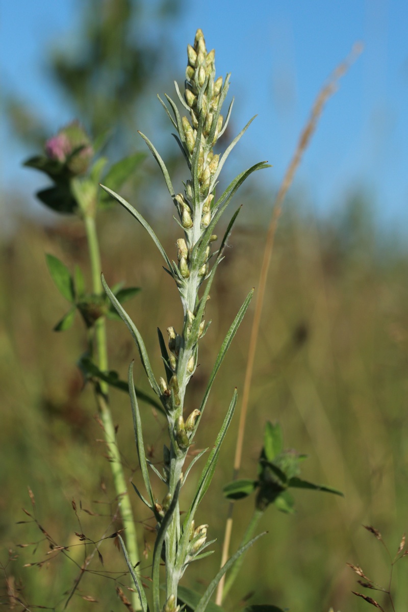 Изображение особи Omalotheca sylvatica.