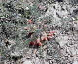 Astragalus utriger