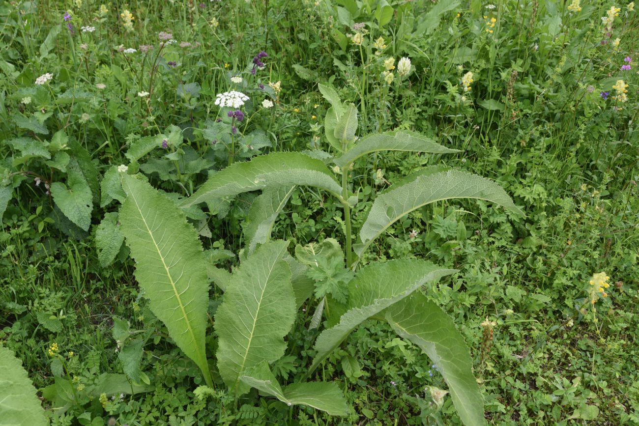 Image of Inula helenium specimen.