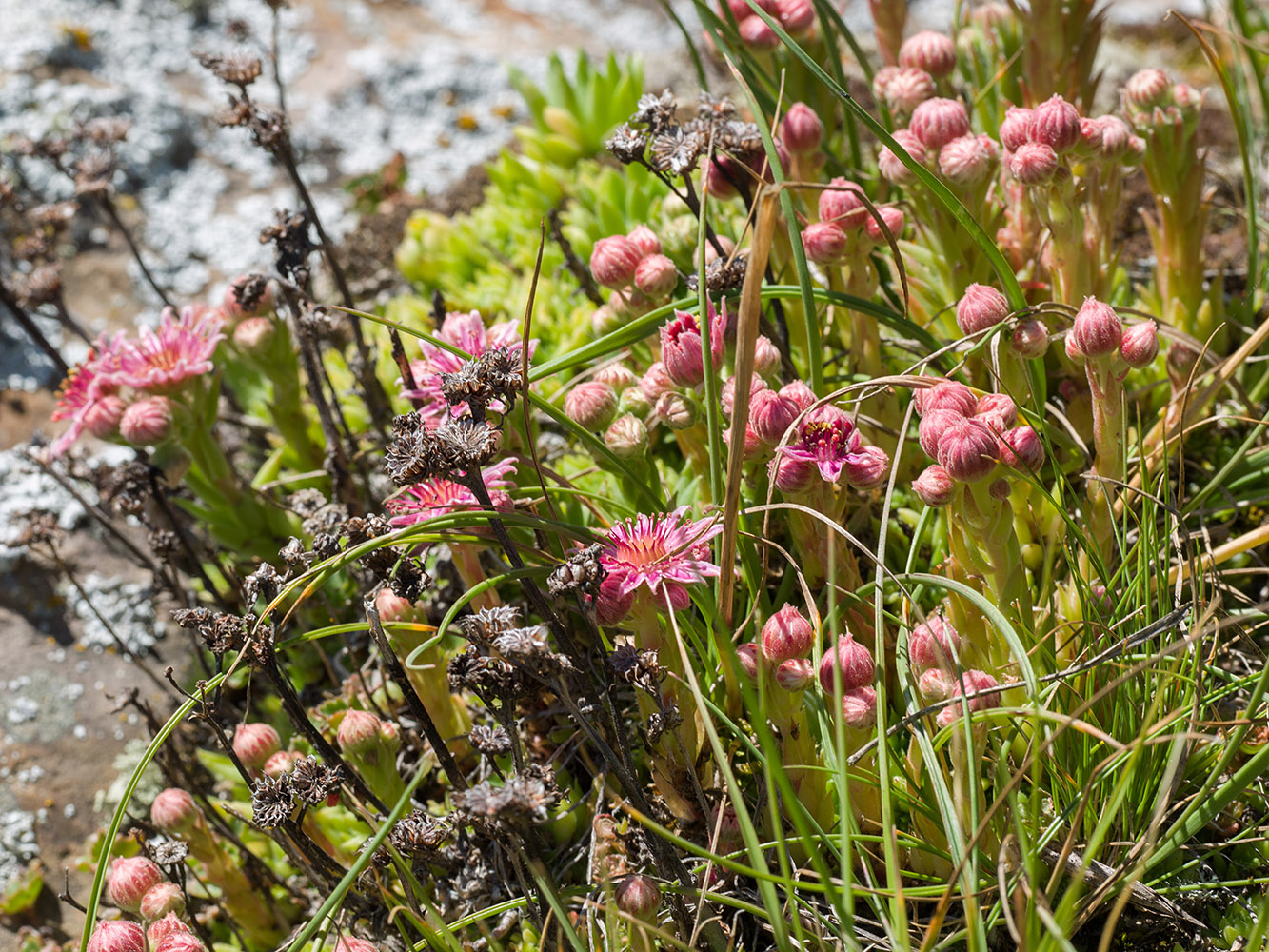 Image of Sempervivum pumilum specimen.