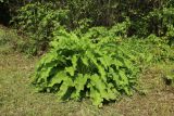 Symphytum officinale