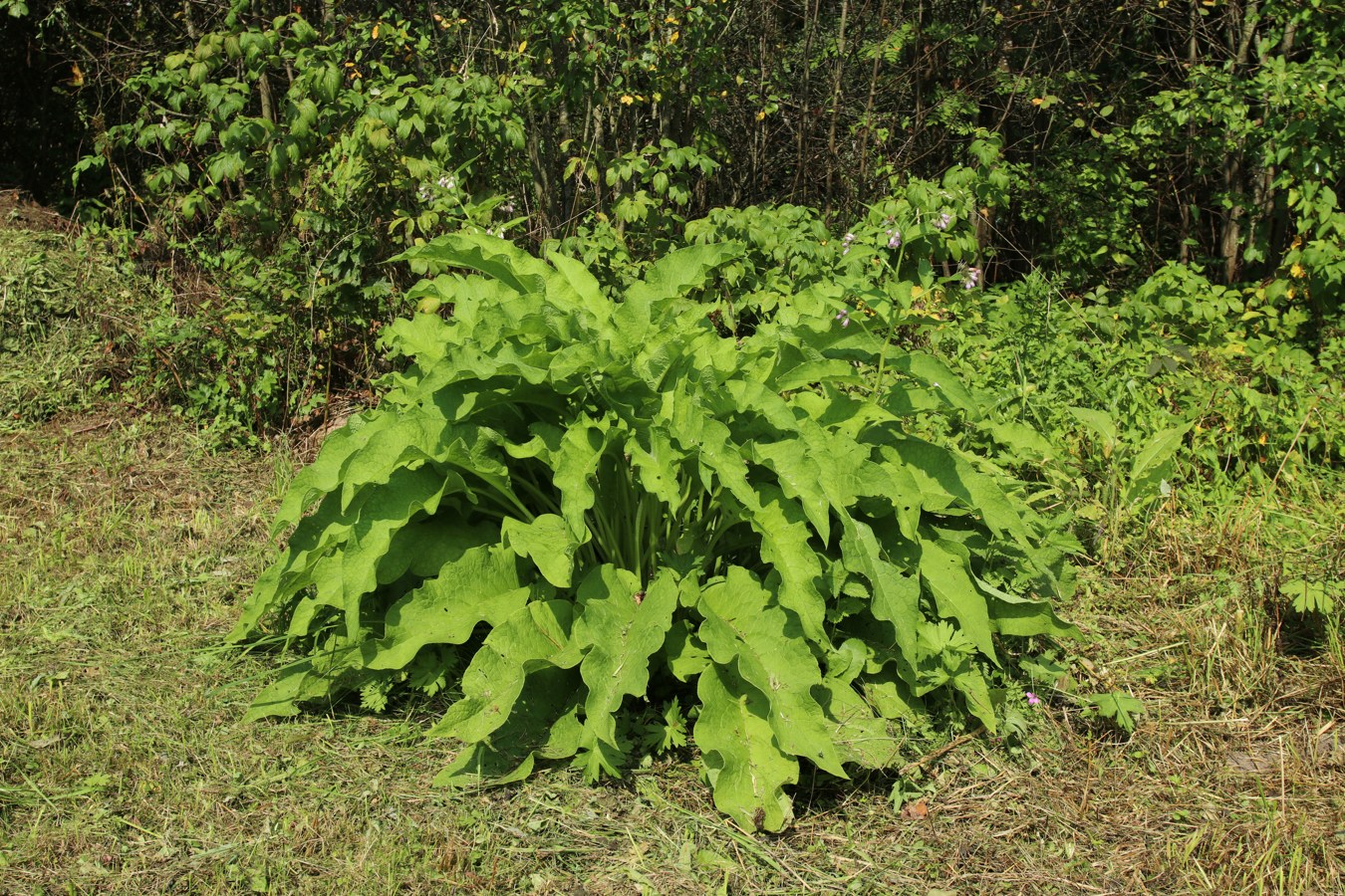 Изображение особи Symphytum officinale.