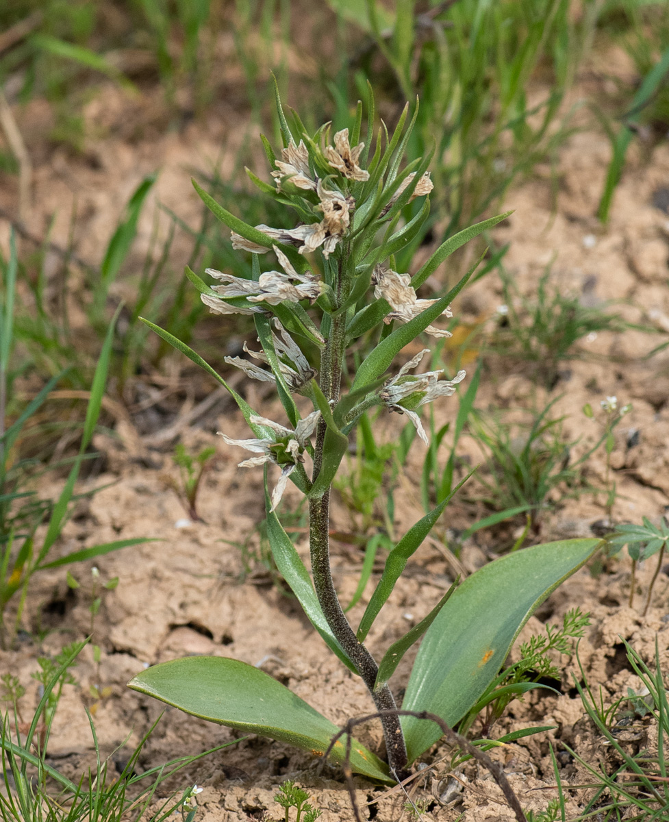 Изображение особи Rhinopetalum stenantherum.