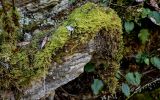 View full-size image Ptilium crista-castrensis