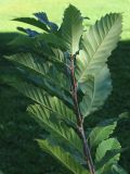 View full-size image Castanea sativa