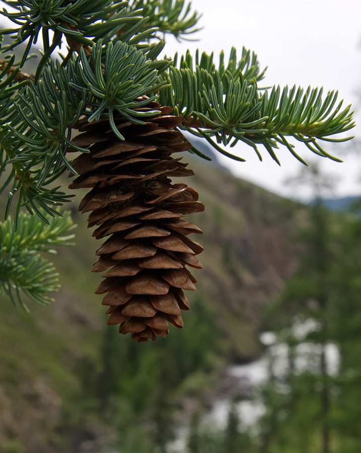 Изображение особи Picea obovata.