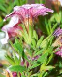 View full-size image Calibrachoa elegans