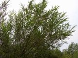 View full-size image Salix viminalis