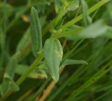 View full-size image Buglossoides arvensis