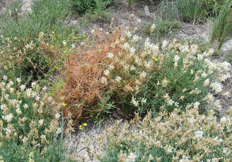 Image of genus Cuscuta specimen.