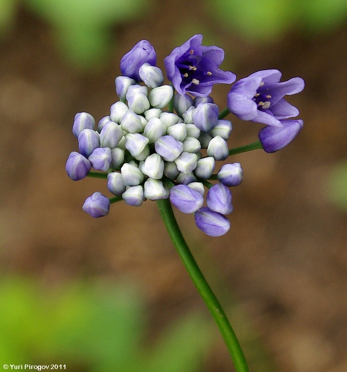 Image of Allium sikkimense specimen.