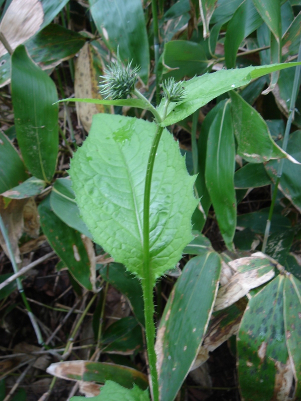 Image of Cirsium weyrichii specimen.