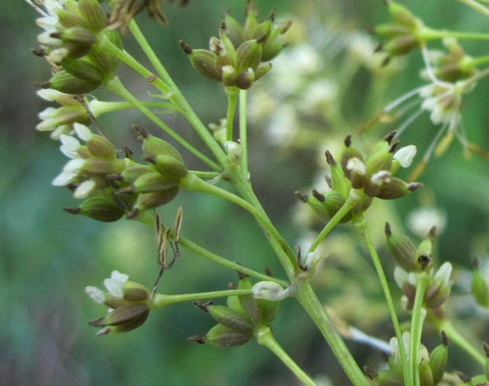 Изображение особи Thalictrum appendiculatum.