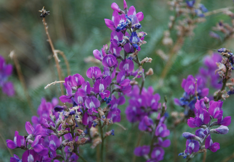 Image of Oxytropis coerulea specimen.