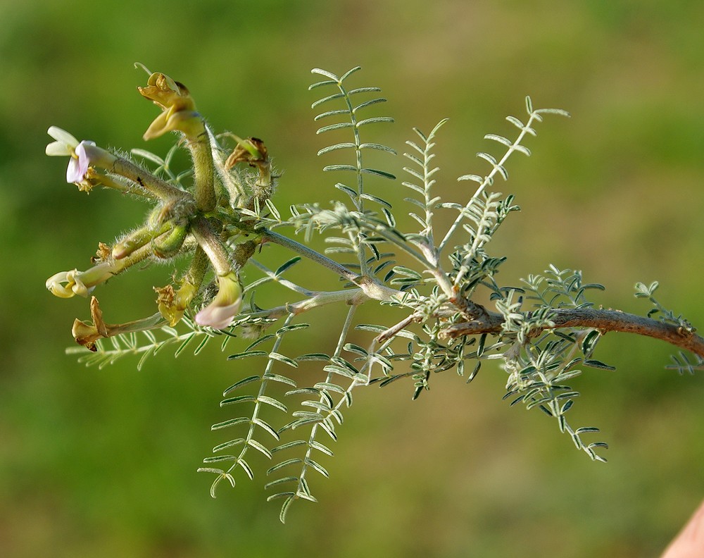 Изображение особи Astragalus neolipskyanus.