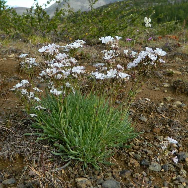 Изображение особи Gypsophila uralensis.