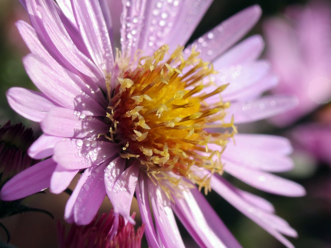 Изображение особи Symphyotrichum &times; versicolor.