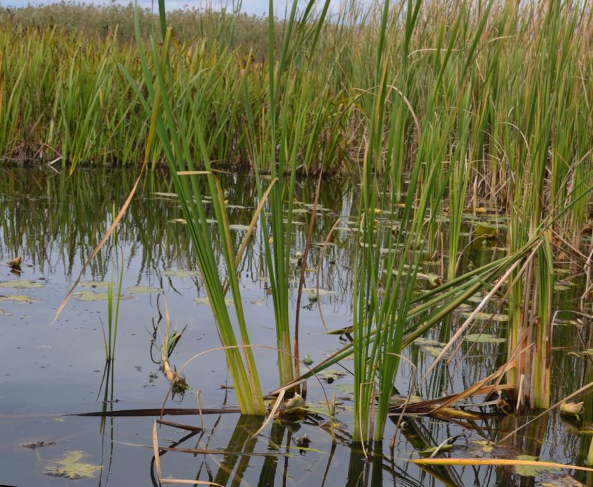 Image of Typha angustifolia specimen.