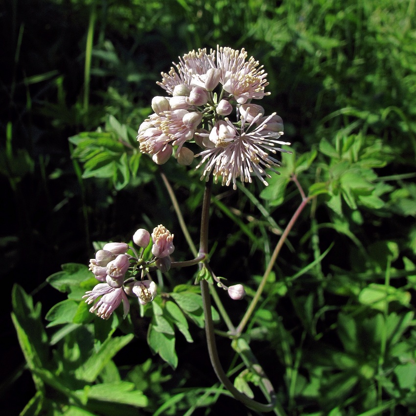 Image of Thalictrum aquilegiifolium specimen.