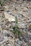 Echinops tschimganicus. Зацветающее растение. Южный Казахстан, Верхний Боролдай, ущ. Карасай, восточный гребень, высота 1450 м н.у.м. 05.07.2011.