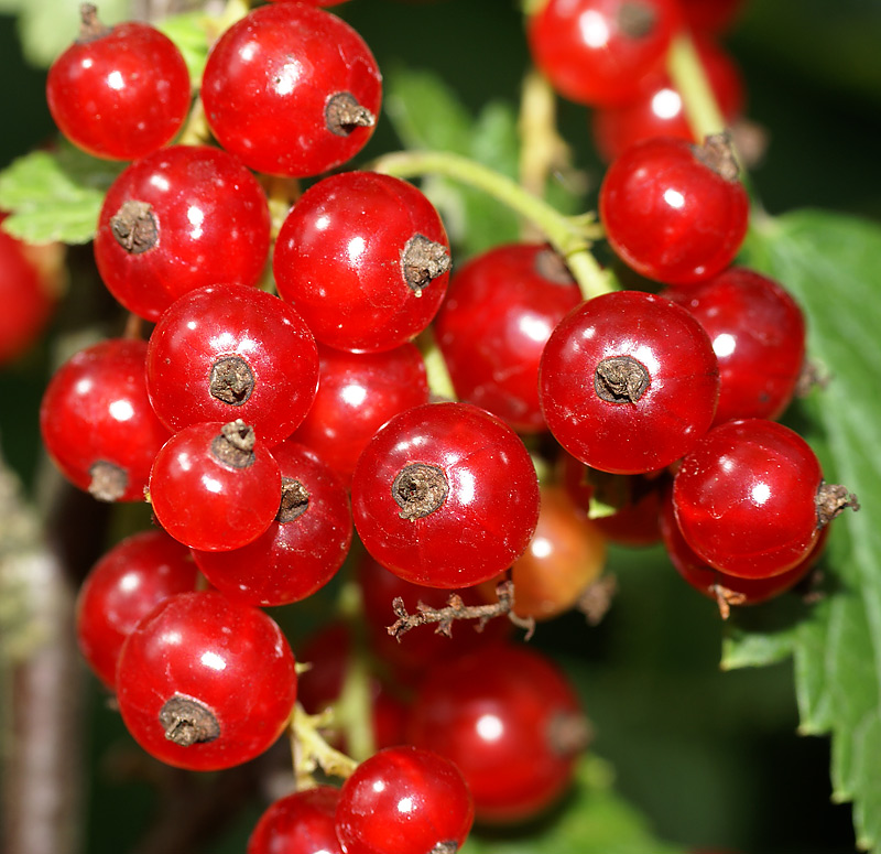 Image of Ribes rubrum specimen.