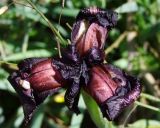 Iris atropurpurea