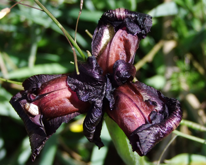 Image of Iris atropurpurea specimen.