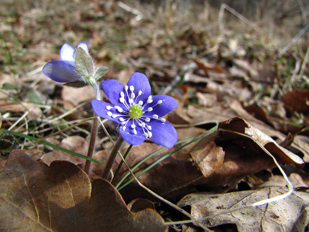 Image of Hepatica nobilis specimen.