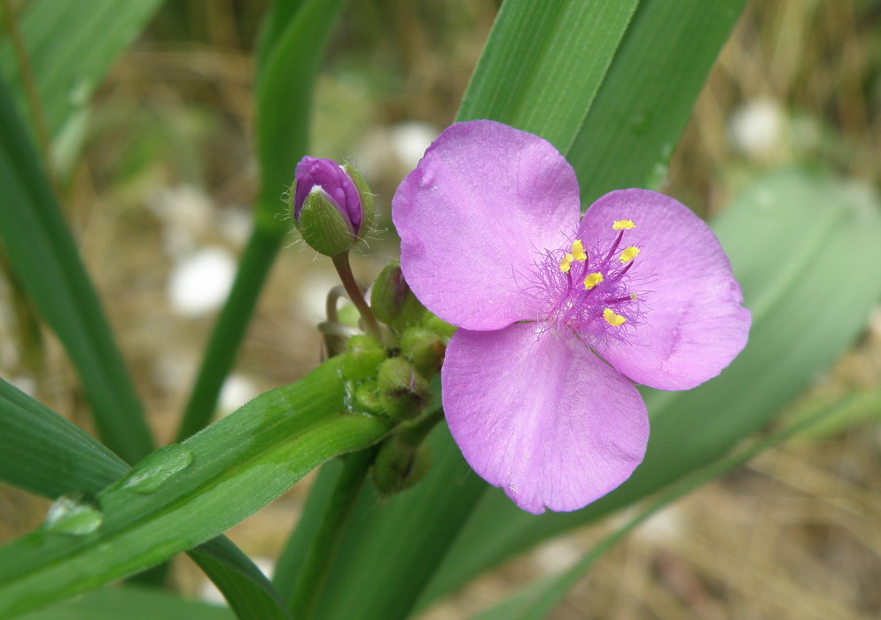 Image of Tradescantia virginiana specimen.