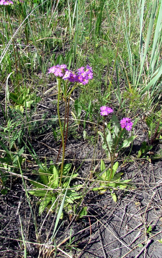 Image of Primula longiscapa specimen.