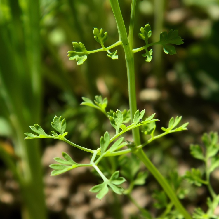 Изображение особи Fumaria officinalis.