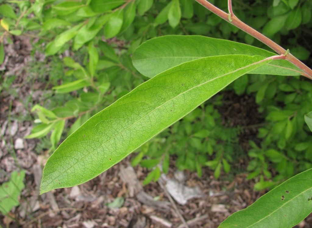 Image of Salix cinerea specimen.